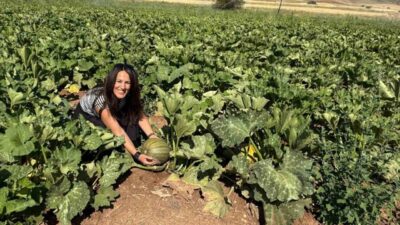 Erzincan’ın Tercan ilçesinde çerezlik ayçiçeğinin ardından çerezlik kabak üretimi de