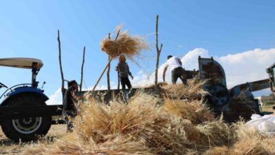 Erzincan’ın Tercan ilçesinde ekimi yapılan hububat tarlalarında biçerdöver ile hasat