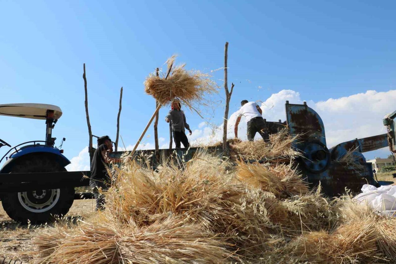 Erzincan’ın Tercan ilçesinde ekimi yapılan hububat tarlalarında biçerdöver ile hasat