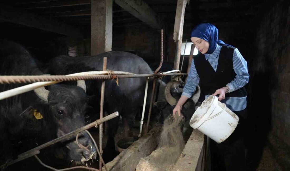 Ticari süt işletmelerince 999 bin 348 ton inek sütü toplandı Mayıs ayında ticari süt işletmelerince 999 bin 348 ton inek