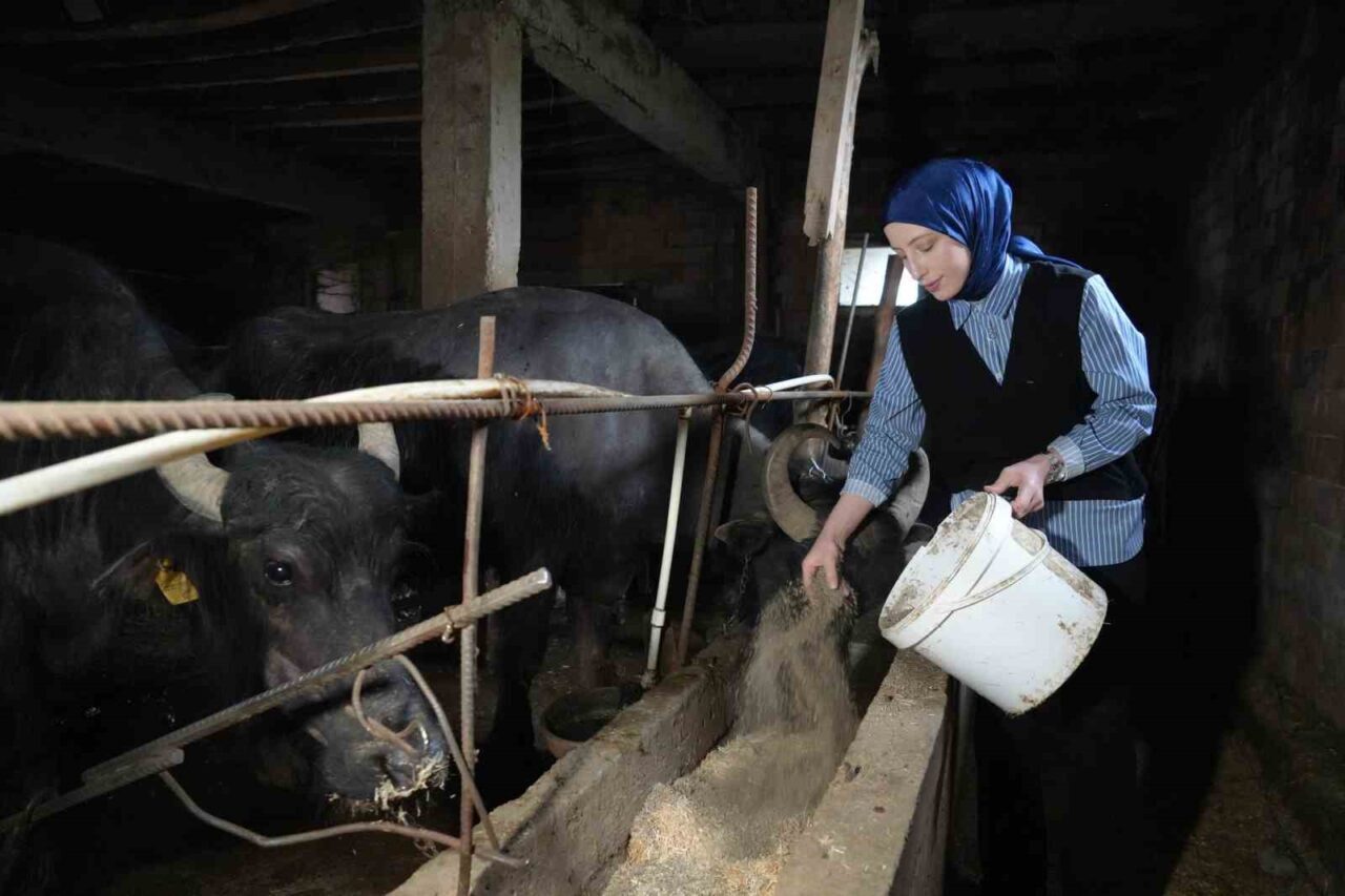 Mayıs ayında ticari süt işletmelerince 999 bin 348 ton inek
