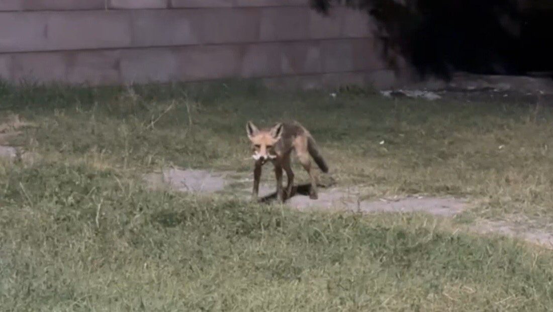 Erzincan Ekşisu Mesire Alanı’nda vatandaşlar çekildikten sonra yiyecek artıklarını toplayan