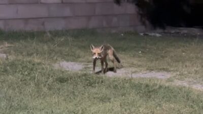 Erzincan Ekşisu Mesire Alanı’nda vatandaşlar çekildikten sonra yiyecek artıklarını toplayan