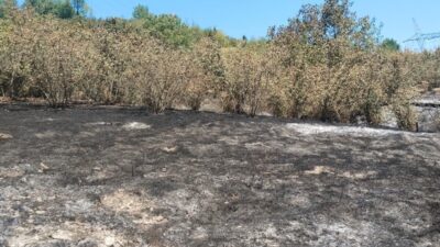 Zonguldak’ın Kdz. Ereğli’ye bağlı Kaymaklar köyünde fındık bahçesinde tırpan motorunun