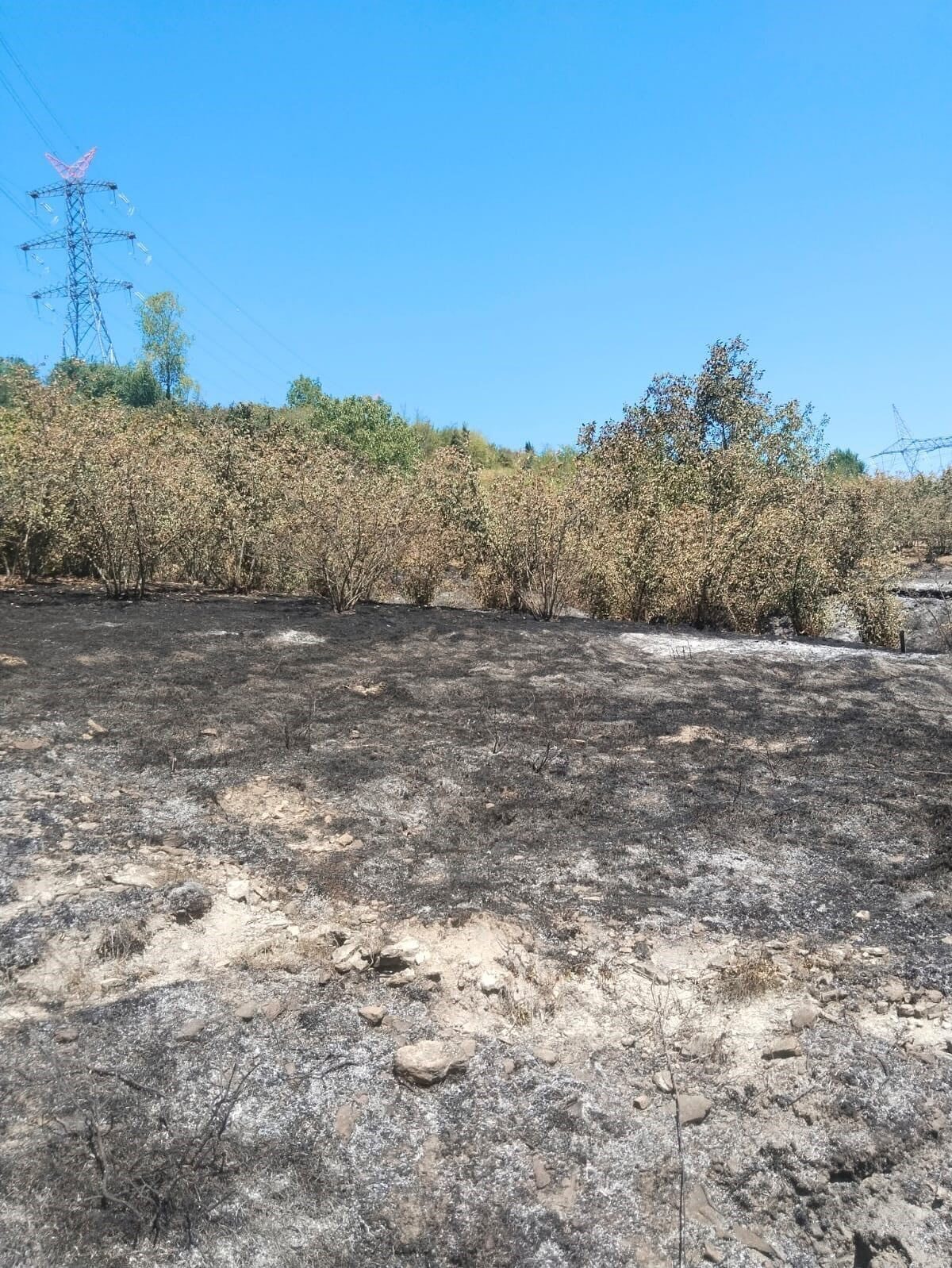 Zonguldak’ın Kdz. Ereğli’ye bağlı Kaymaklar köyünde fındık bahçesinde tırpan motorunun