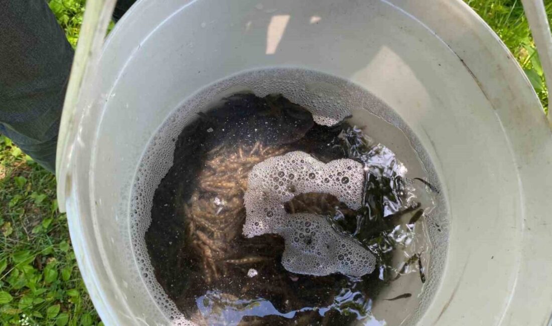 Trabzon’un Sürmene ilçesinde 15 bin adet alabalık yavrusu dereye salındı.