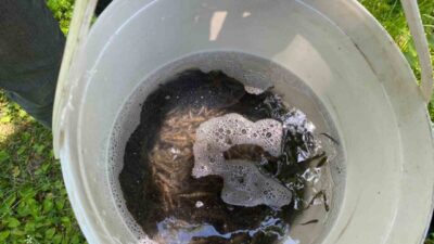 Trabzon’un Sürmene ilçesinde 15 bin adet alabalık yavrusu dereye salındı.