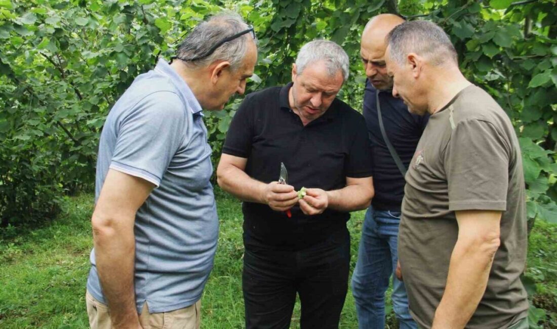Trabzon’da 2025 yılı fındık rekoltesinin belirlenmesi amacıyla yürütülen çalışmalar kapsamında