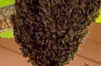 Trabzon’un Çaykara ilçesinde ilginç bir olay yaşandı. Bir ailenin evinin