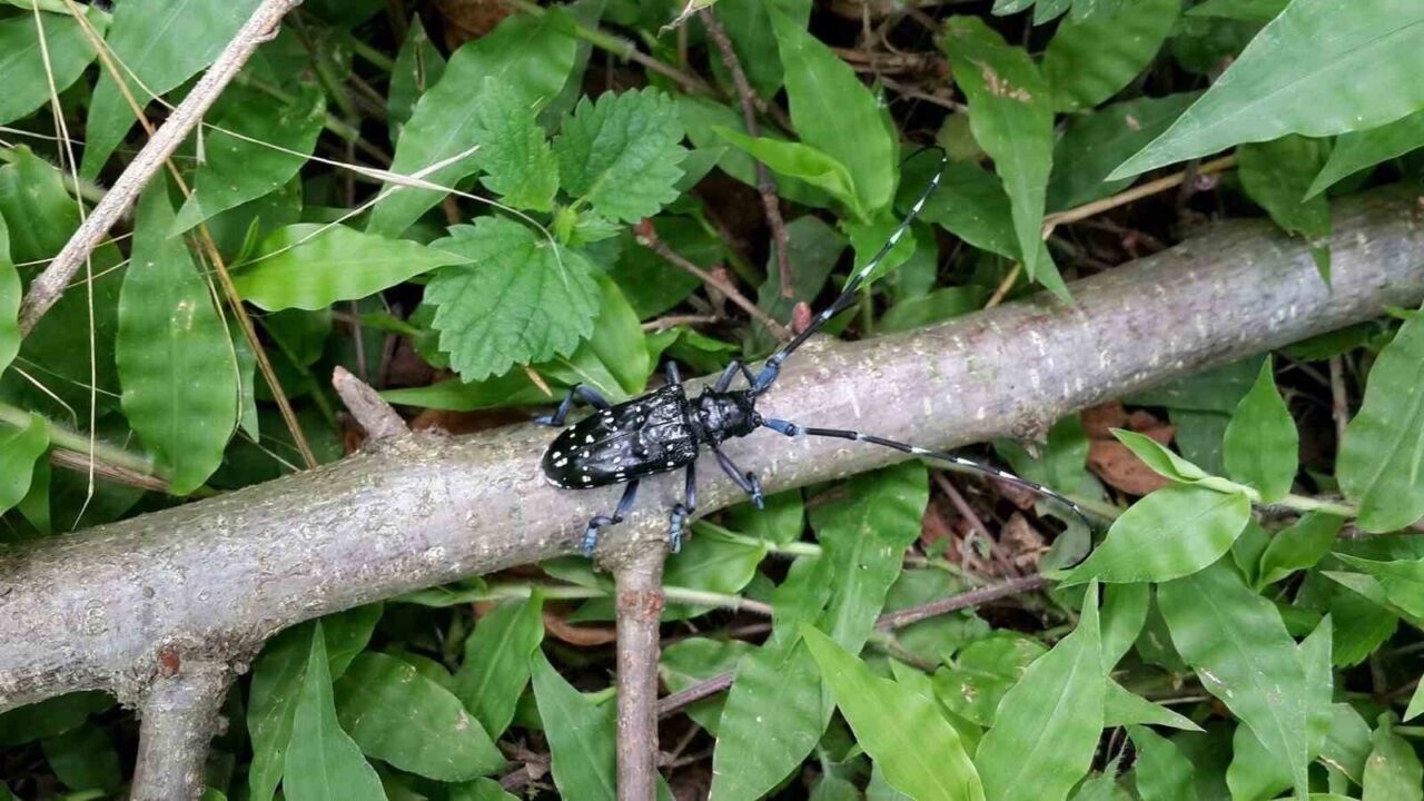 Trabzon’da başta fındık olmak üzere birçok meyve türünün gövde ve