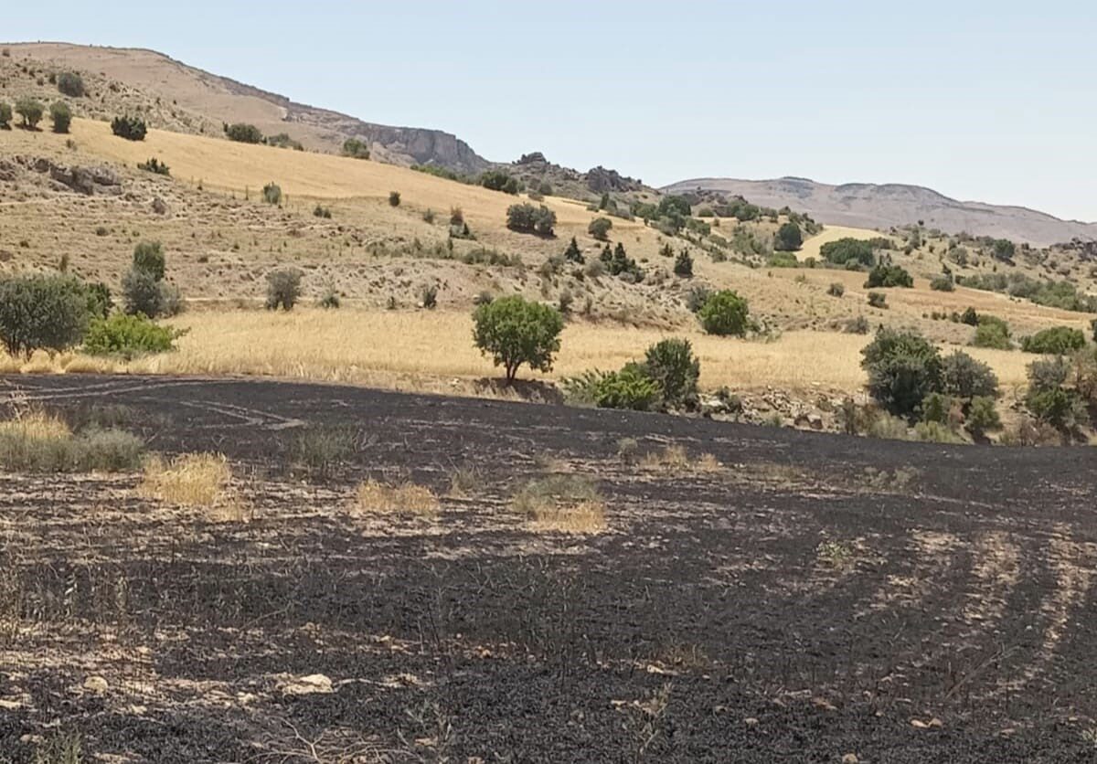 Tunceli’nin Çemişgezek ilçesinde çıkan arazi yangınında 34 dönüm arpa tarlası