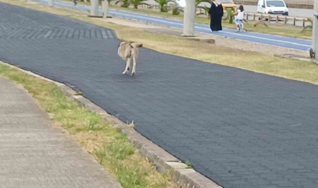 Trabzon sahilinde yürüyüş yolunda görüntülenen üç ayaklı köpek insanların şaşkın