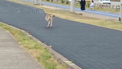Trabzon sahilinde yürüyüş yolunda görüntülenen üç ayaklı köpek insanların şaşkın