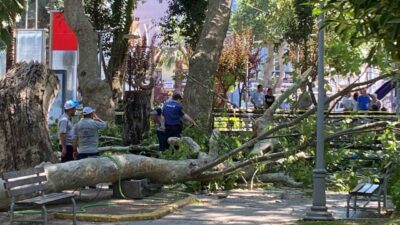 Kocaeli’nin Gölcük ilçesinde üzerine çınar ağacından dal düşmesi sonucu ağır