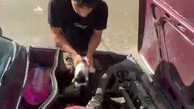 Erzurum’un Karayazı ilçesinde otomobilin motor bölümüne sıkışan yavru kedi hayvan