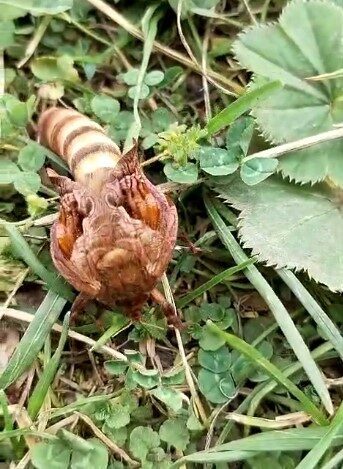 Trabzon’un Araklı ilçesinde yaşayan Adem Gümrükçüoğlu, çalışmak amacıyla gittiği Akçaabat