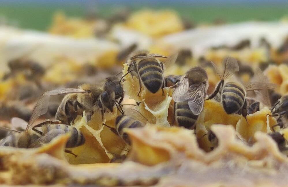 Yaz aylarında artan arı temaslarına karşı uzmanlar, özellikle alerjisi olan
