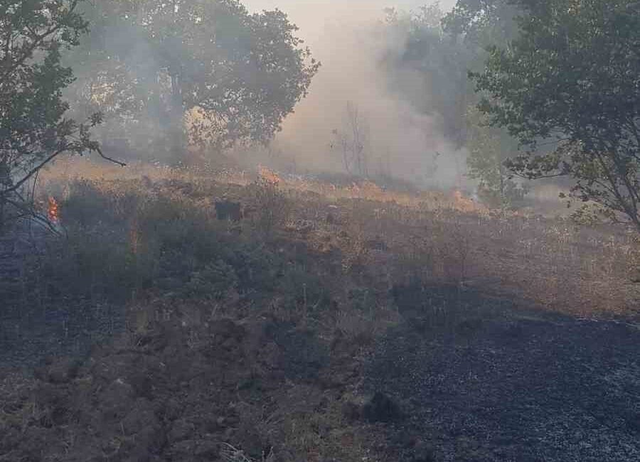 Zonguldak’ın merkez ilçesine bağlı Kaleoğlu köyü yakınlarındaki ormanlık alanda çıkan