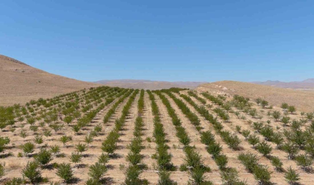 Erzincan’ın Çayırlı ilçesinde organik vişne yetiştiriciliği artarak devam ediyor. Vişne
