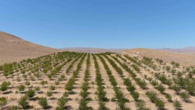 Erzincan’ın Çayırlı ilçesinde organik vişne yetiştiriciliği artarak devam ediyor. Vişne