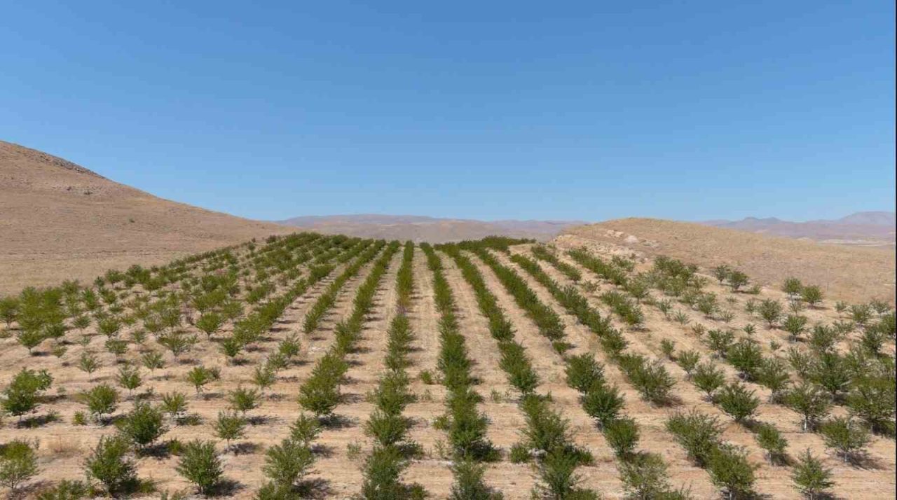 Erzincan’ın Çayırlı ilçesinde organik vişne yetiştiriciliği artarak devam ediyor. Vişne
