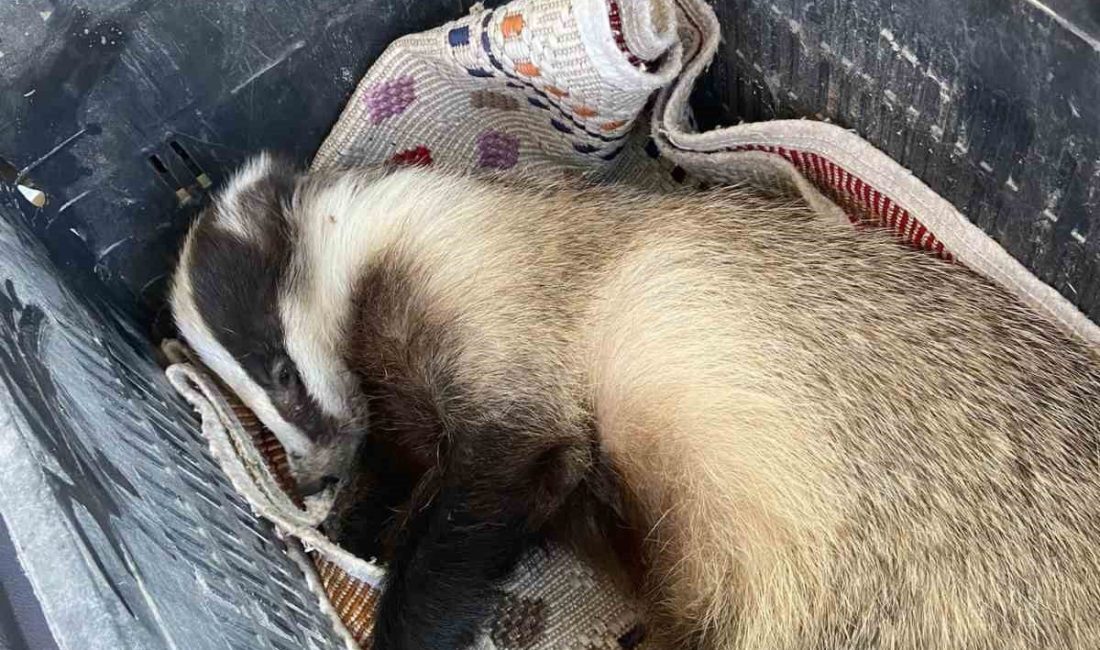 Erzincan’ın Kemaliye ilçesinde nesli tükenme tehlikesi altındaki porsuk aracın çarpması