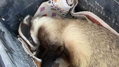 Erzincan’ın Kemaliye ilçesinde nesli tükenme tehlikesi altındaki porsuk aracın çarpması