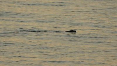 Trabzon’un Ortahisar ilçesi Faroz Limanı çevresinde sahile kadar yanaşan su