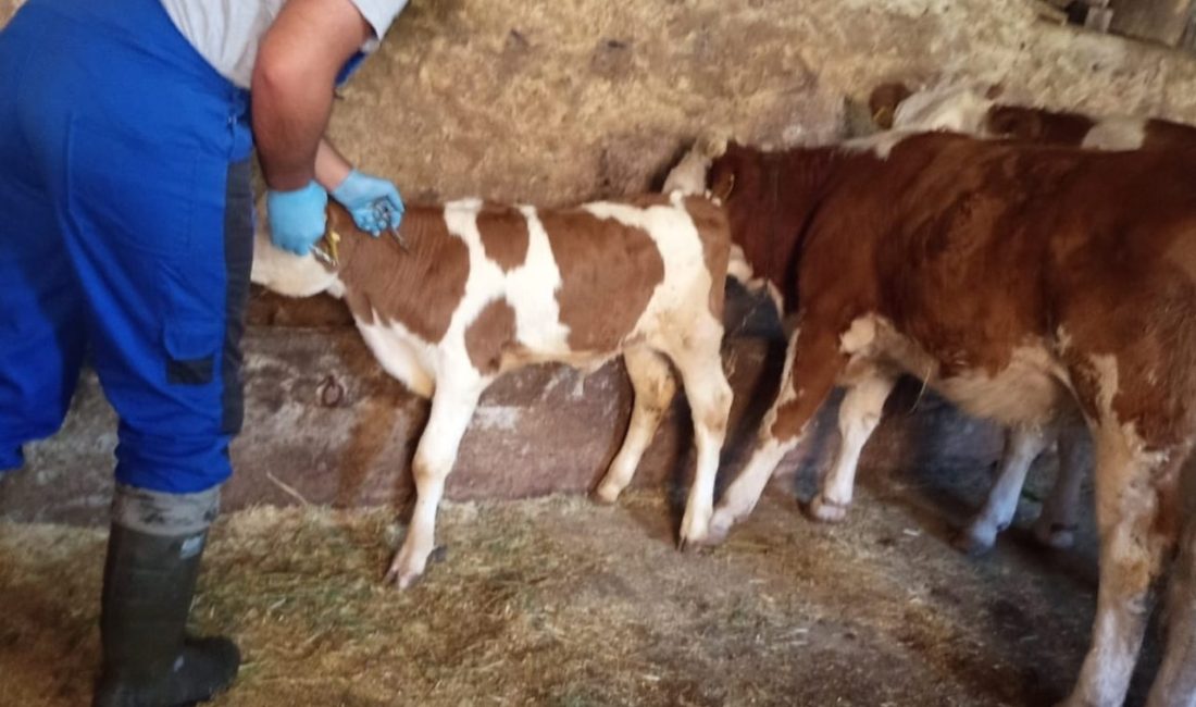 Bayburt merkezde başlayan sonbahar dönemi şap aşılama kampanyasının ardından Aydıntepe
