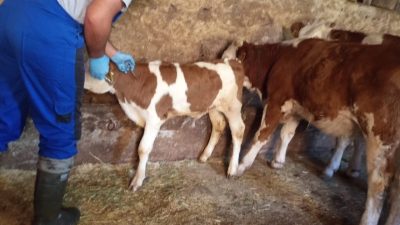 Bayburt merkezde başlayan sonbahar dönemi şap aşılama kampanyasının ardından Aydıntepe