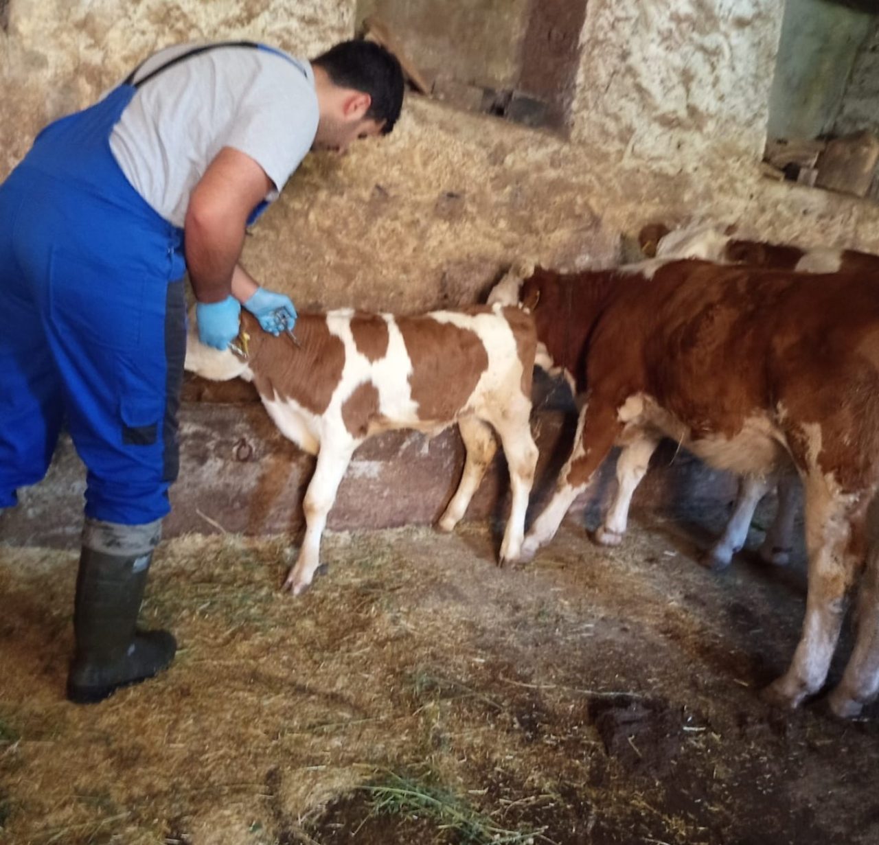 Bayburt merkezde başlayan sonbahar dönemi şap aşılama kampanyasının ardından Aydıntepe