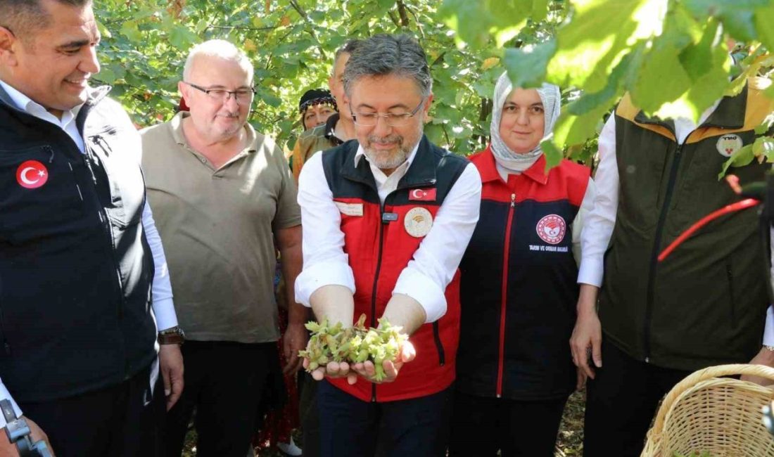 Düzce’de düzenlenen Fındık Hasat Şenliği’ne katılan Tarım ve Orman Bakanı