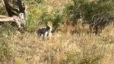 Bayburt’ta gezintiye çıkan baba ve kızı, Gez köyü yakınlarındaki ağaçlık