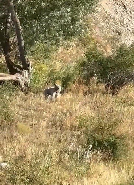 Bayburt’ta gezintiye çıkan baba ve kızı, Gez köyü yakınlarındaki ağaçlık