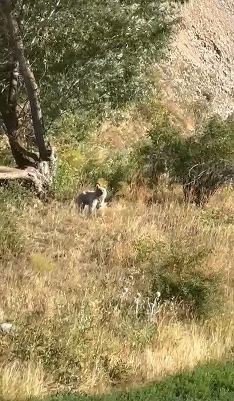 Bayburt’ta gezintiye çıkan baba ve kızı, Gez köyü yakınlarındaki ağaçlık