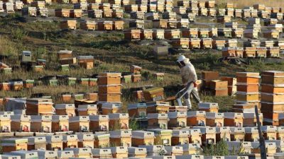 Bayburt’ta yüksek rakımlı yaylalarda organik yöntemlerle üretilen bal, hasat edilmeye