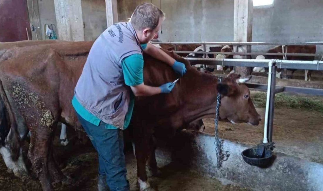 Hayvan sağlığı ve refahı için yürütülen sonbahar dönemi şap aşılama