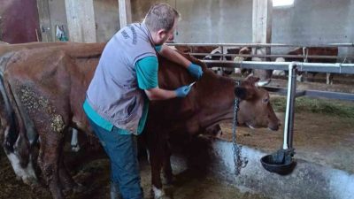 Hayvan sağlığı ve refahı için yürütülen sonbahar dönemi şap aşılama
