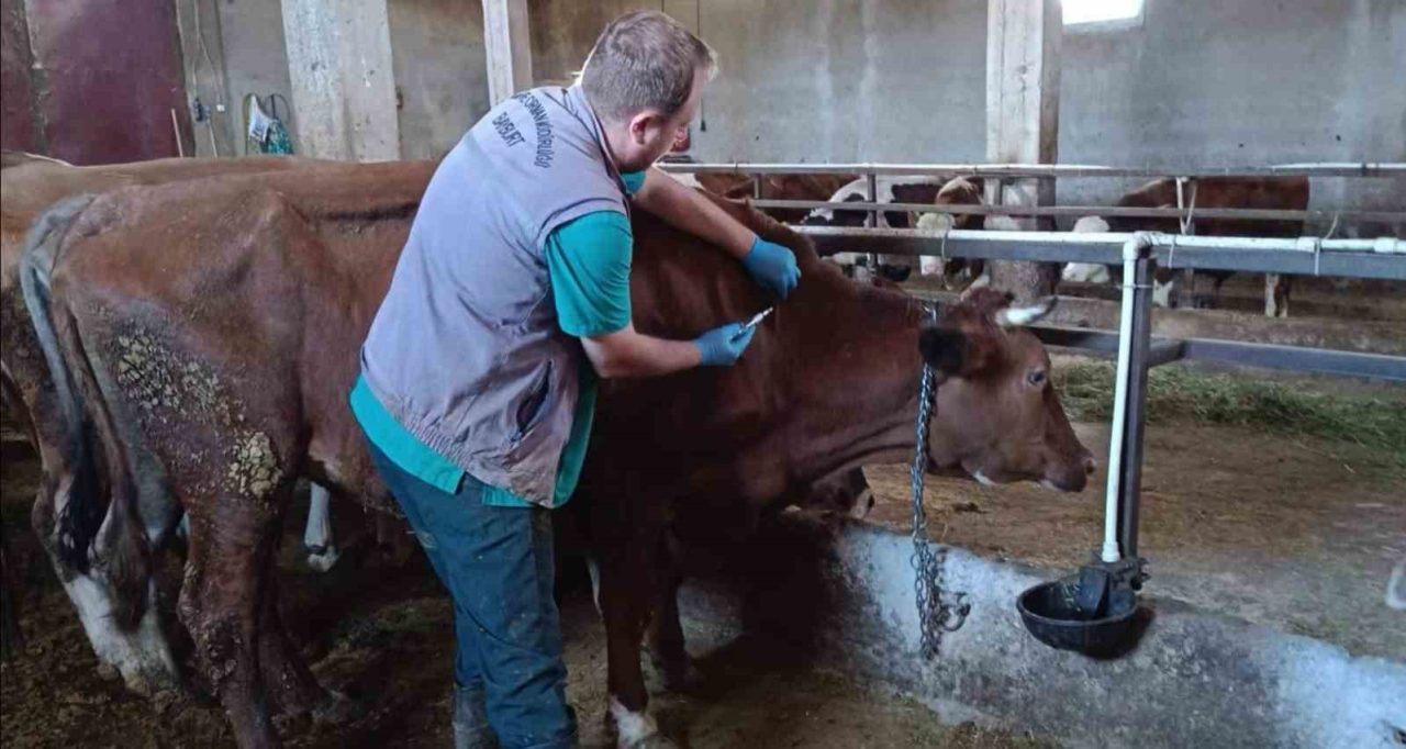 Hayvan sağlığı ve refahı için yürütülen sonbahar dönemi şap aşılama