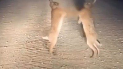 Bayburt’un Aydıntepe ilçesinde iki yaban tavşanı yol ortasında kavga ederken