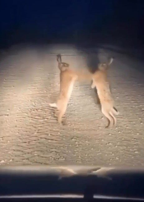 Bayburt’un Aydıntepe ilçesinde iki yaban tavşanı yol ortasında kavga ederken