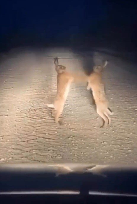 Bayburt’un Aydıntepe ilçesinde iki yaban tavşanı yol ortasında kavga ederken