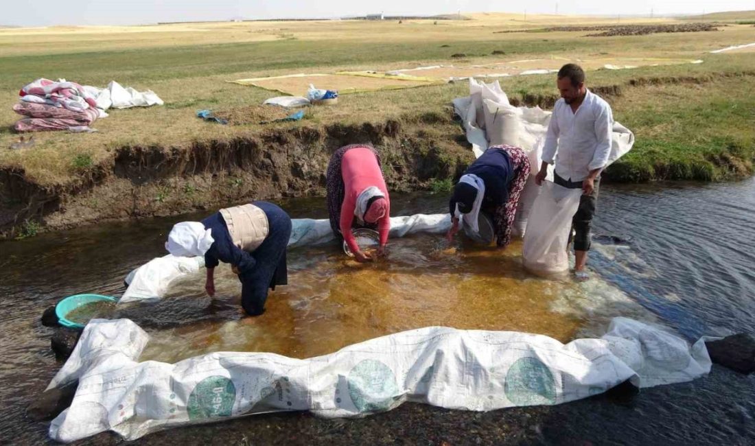 Erzincan’da hasadı yapılan buğday, derelerde yıkanarak değirmenlerde öğütülmek için çeşitli