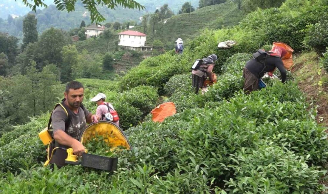 Çay İşletmeleri (ÇAYKUR) Genel Müdürü Yusuf Ziya Alim, “Biz Karadenizliler,