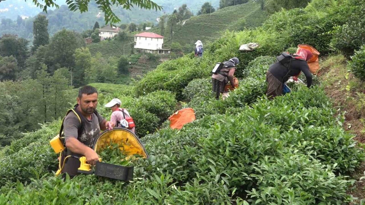 Çay İşletmeleri (ÇAYKUR) Genel Müdürü Yusuf Ziya Alim, “Biz Karadenizliler,