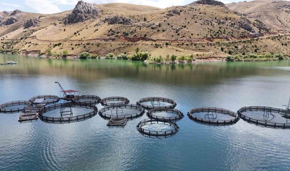 Erzincan’da baraj göletlerinde üretilen balıklar Trabzon ve Elazığ’a naklediliyor. Denize