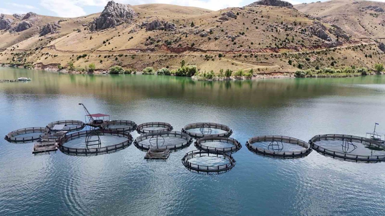 Erzincan’da baraj göletlerinde üretilen balıklar Trabzon ve Elazığ’a naklediliyor. Denize