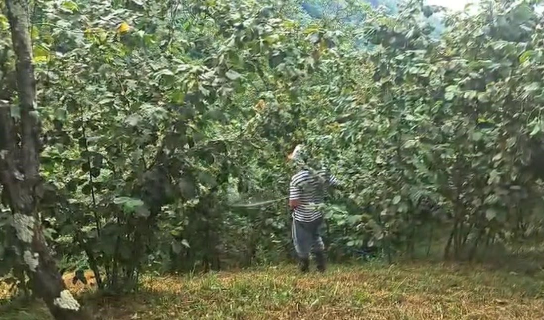 Trabzon’da halk arasında “Drakula” olarak bilinen uzun antenli turunçgil böceği