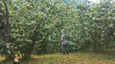 Trabzon’da halk arasında “Drakula” olarak bilinen uzun antenli turunçgil böceği