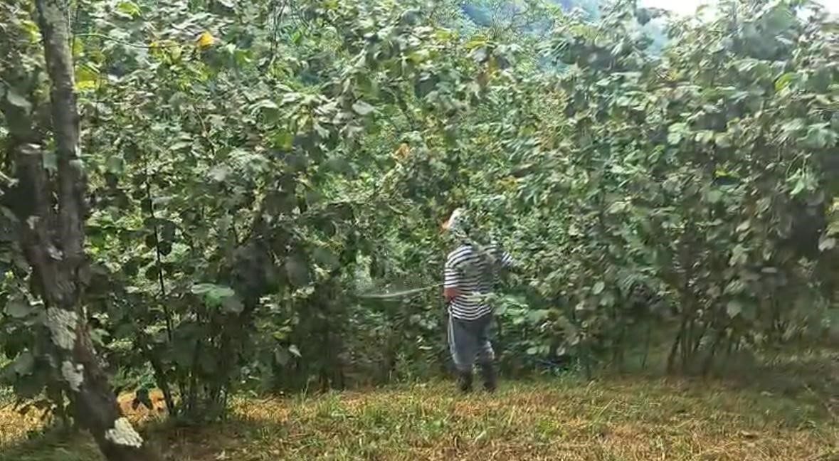 Trabzon’da halk arasında “Drakula” olarak bilinen uzun antenli turunçgil böceği